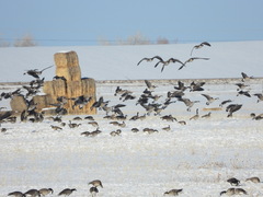 Branta hutchinsii