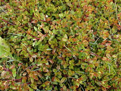Epilobium macropus