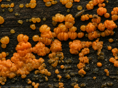 Tulasnella aurantiaca