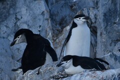 Pygoscelis antarcticus