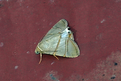 Eulepidotis juncida