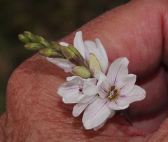 Ixia flexuosa