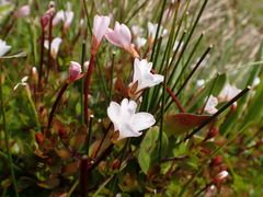 Epilobium macropus