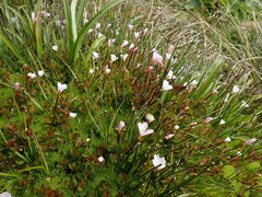 Epilobium macropus