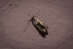 Stathmopoda megathyma