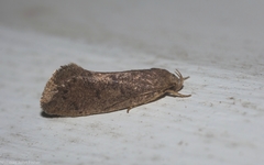 Syncometes vilis