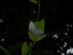 Riodinidae