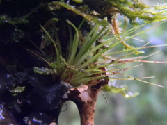 Tillandsia complanata