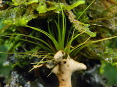 Tillandsia complanata