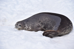 Leptonychotes weddellii