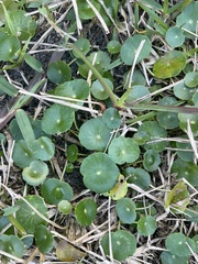 Hydrocotyle umbellata