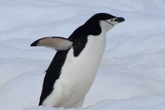 Pygoscelis antarcticus