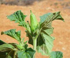 Datura leichhardtii
