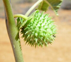 Datura leichhardtii