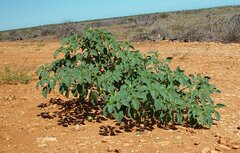 Datura leichhardtii
