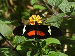 Heliconius clysonymus