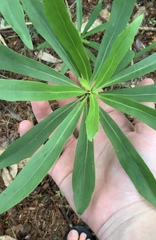 Brachyglottis kirkii