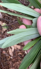 Brachyglottis kirkii