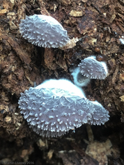 Hohenbuehelia mastrucata