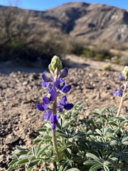 Lupinus havardii