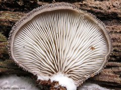 Hohenbuehelia mastrucata