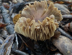 Cortinarius ohlone