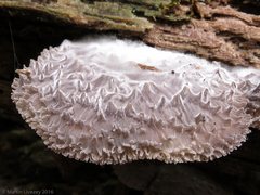 Hohenbuehelia mastrucata