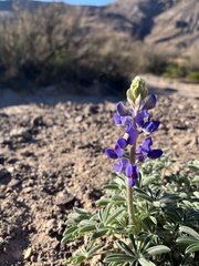 Lupinus havardii