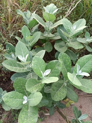 Calotropis