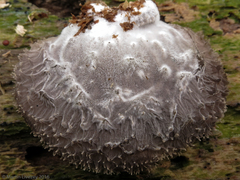 Hohenbuehelia mastrucata