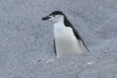 Pygoscelis antarcticus