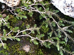 Selaginella cinerascens
