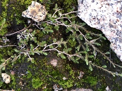 Selaginella cinerascens