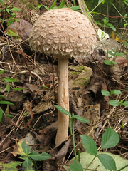 Macrolepiota