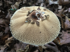 Macrolepiota