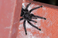 Avicularia purpurea