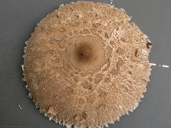 Macrolepiota