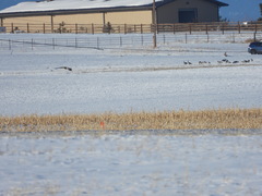 Branta hutchinsii