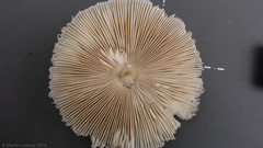 Macrolepiota