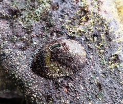 Fissurella virescens