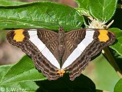 Adelpha fessonia