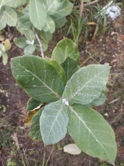 Calotropis
