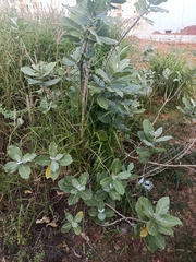 Calotropis