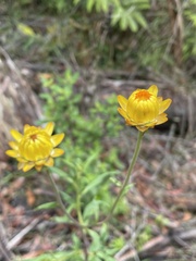 Xerochrysum bracteatum
