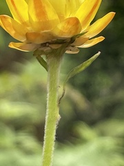 Xerochrysum bracteatum
