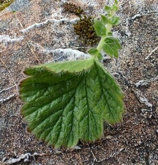 Geum cockaynei