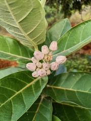 Calotropis gigantea
