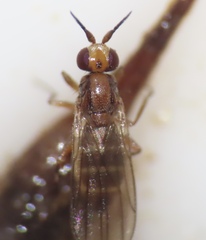 Ceratobarys eulophus