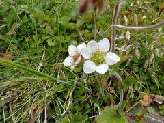 Geum cockaynei