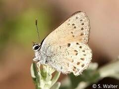 Satyrium behrii